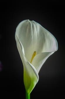 siegfried-poepperl-bc7AwgaP_Yg-unsplash